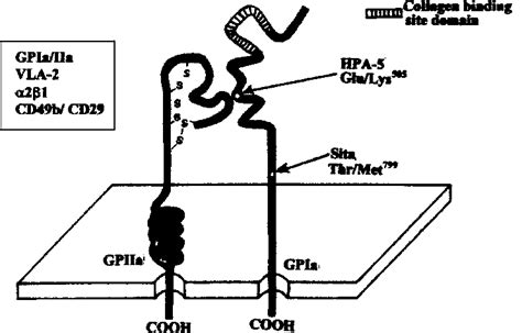 Platelet specific alloantigens on the platelet glycoprotein Ia/IIa ...